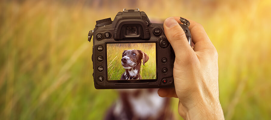 Hundefotografie: Tipps und Kommandos für perfekte Hundebilder